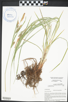 Carex emoryi image