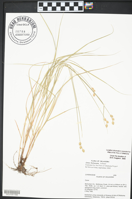 Carex festucacea image