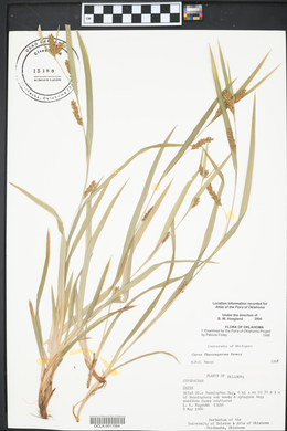 Carex flaccosperma image