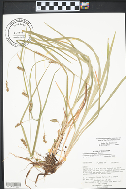 Carex flaccosperma image