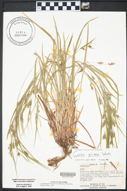 Carex grisea image