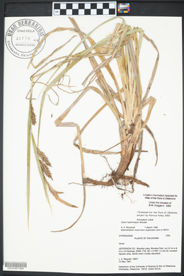 Carex hyalinolepis image