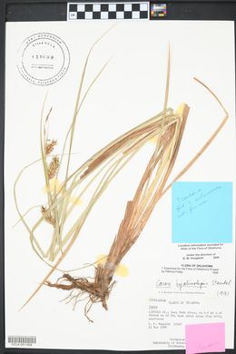 Carex hyalinolepis image