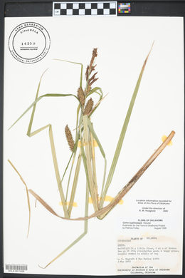 Carex hyalinolepis image