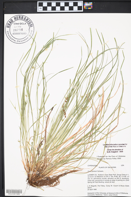 Carex jamesii image