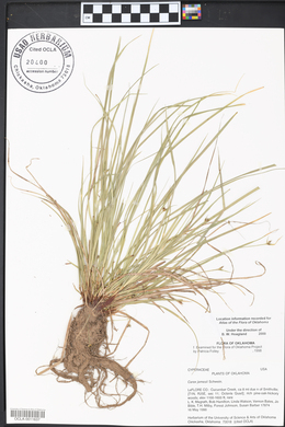 Carex jamesii image