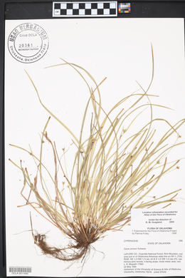 Carex jamesii image