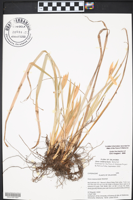 Carex latebracteata image