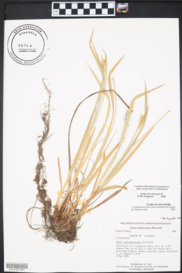 Carex latebracteata image