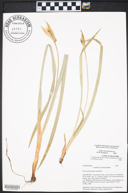 Carex latebracteata image