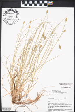 Carex leavenworthii image