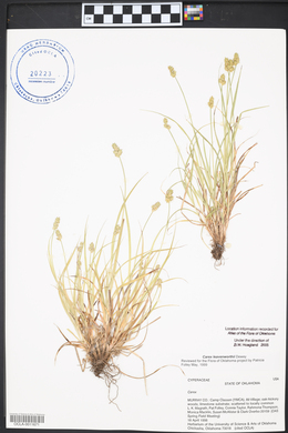 Carex leavenworthii image