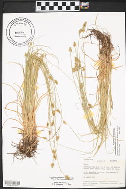 Carex leavenworthii image