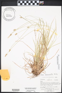 Carex leavenworthii image