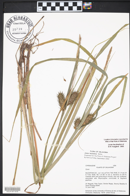 Carex louisianica image