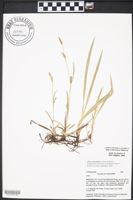 Carex microdonta image