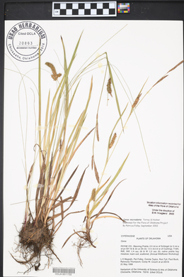 Carex microdonta image