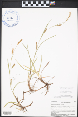 Carex microdonta image