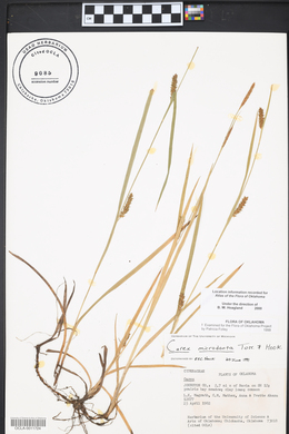 Carex microdonta image