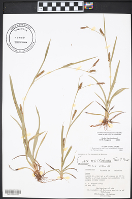 Carex microdonta image