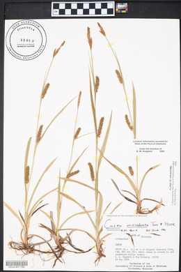 Carex microdonta image