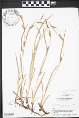 Carex microdonta image