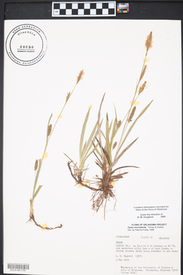 Carex microdonta image