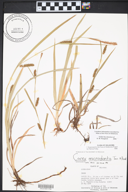 Carex microdonta image