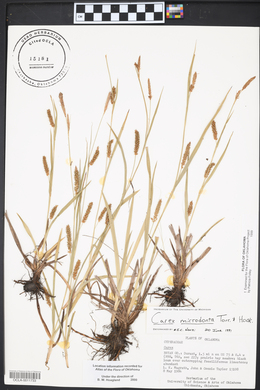 Carex microdonta image