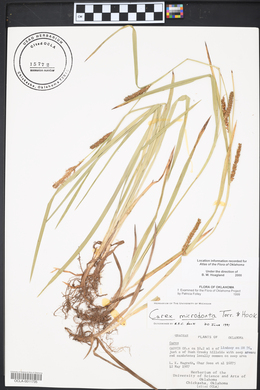 Carex microdonta image