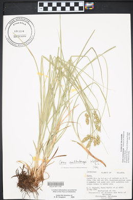 Carex muehlenbergii var. enervis image