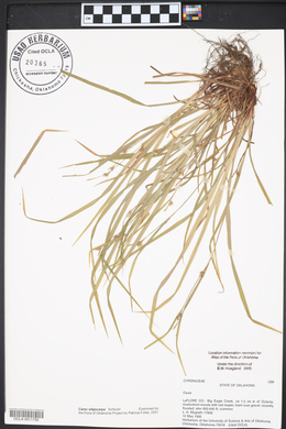 Carex oligocarpa image