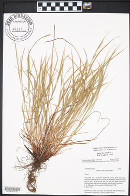 Carex oligocarpa image