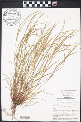 Carex ouachitana image