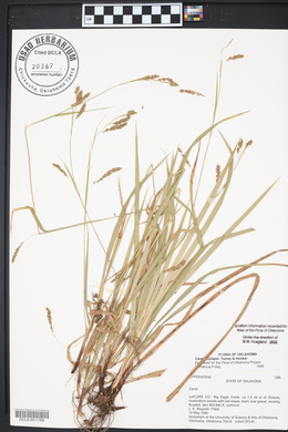 Carex oxylepis image