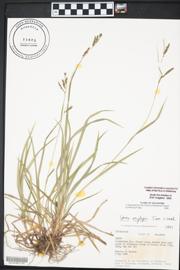 Carex oxylepis image