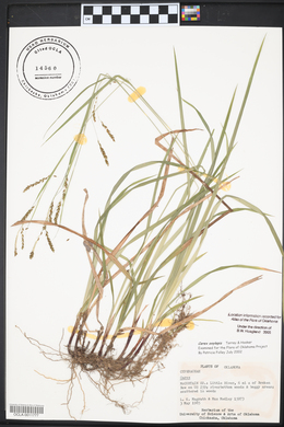 Carex oxylepis image