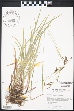 Carex oxylepis image