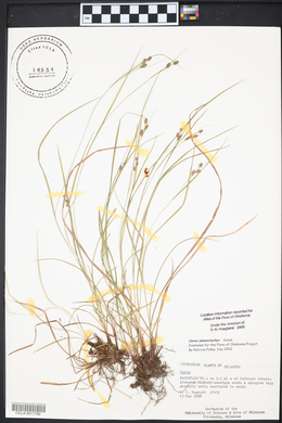 Arnoglossum plantagineum image