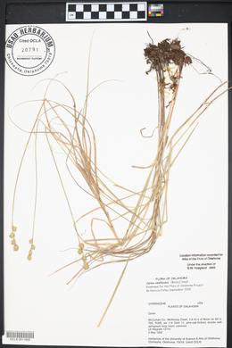 Carex reniformis image