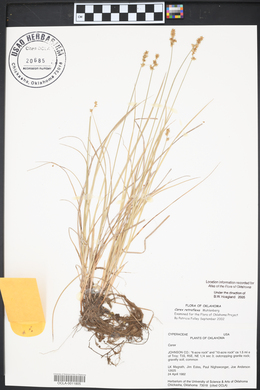 Carex retroflexa image