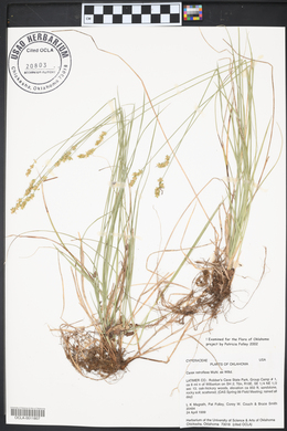 Carex retroflexa image