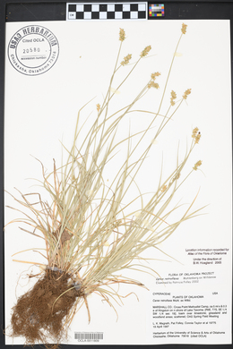 Carex retroflexa image