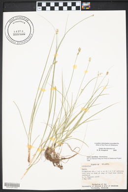 Carex retroflexa image