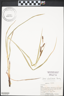 Carex shortiana image