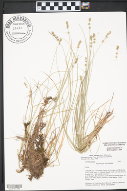 Carex socialis image