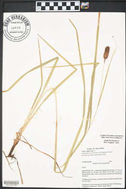 Carex squarrosa image