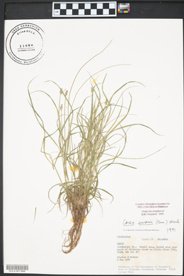 Carex swanii image