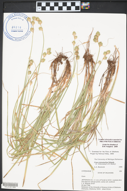 Carex tetrastachya image