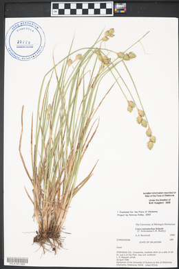 Carex tetrastachya image